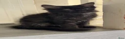 Mixed Breed cats for sale: Beautiful kitten for sale  - Advert 10