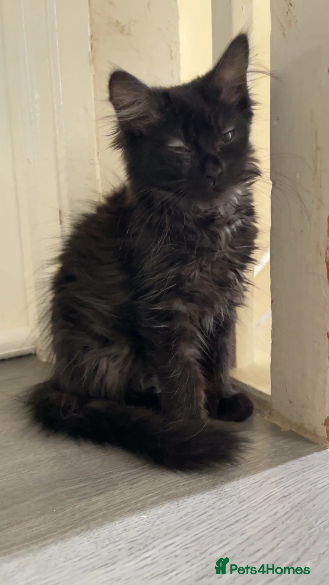 Mixed Breed cats for sale: Beautiful kitten for sale  - Advert 10