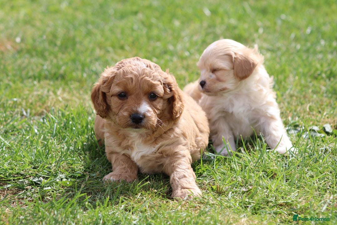 Cavapoochon dogs for sale: Beautiful Cavapoochon puppies for sale - Image 23