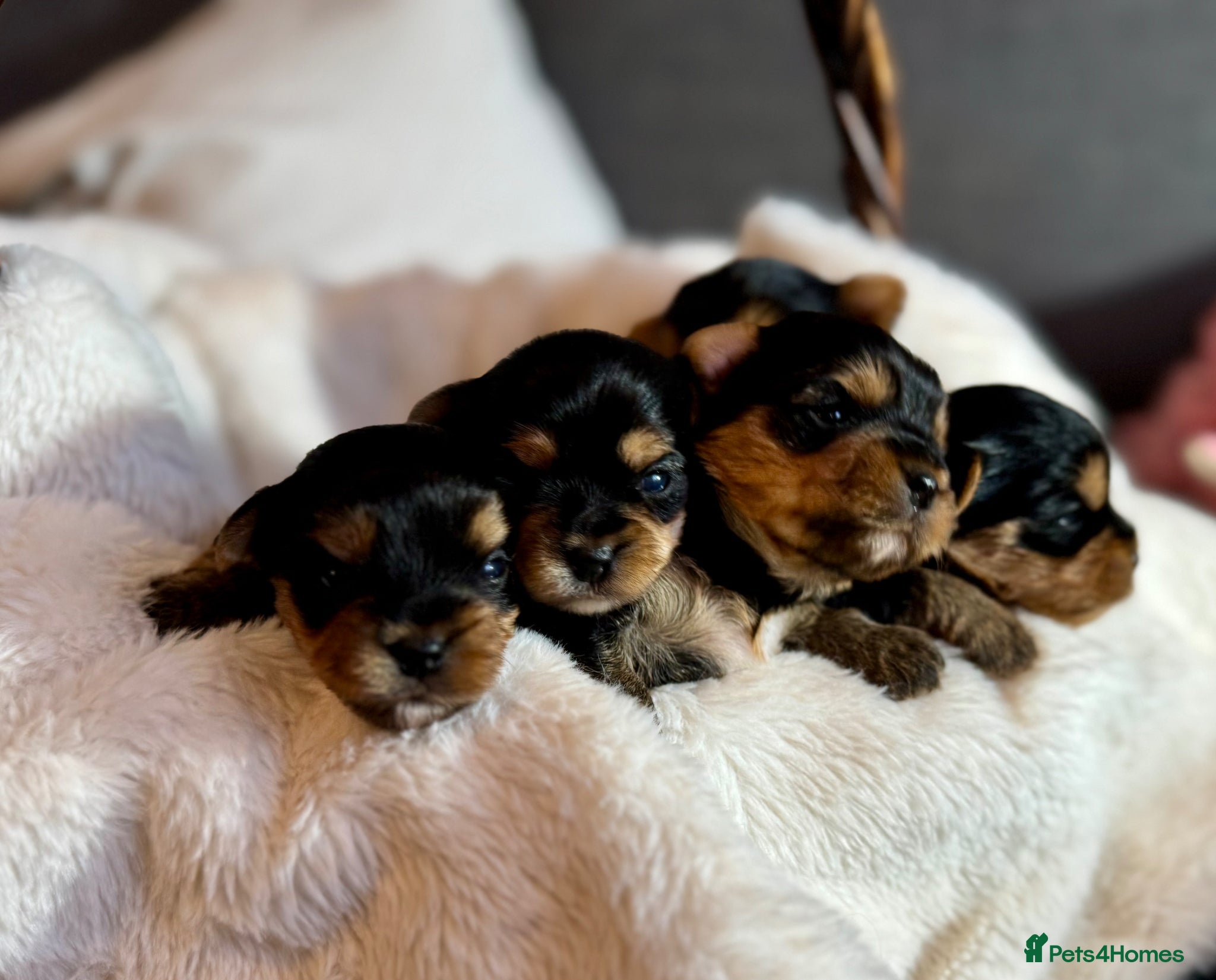 Yorkshire Terrier dogs Outstanding Pedigree Yorkshire Terrier Puppies ❤️ - Advert 2