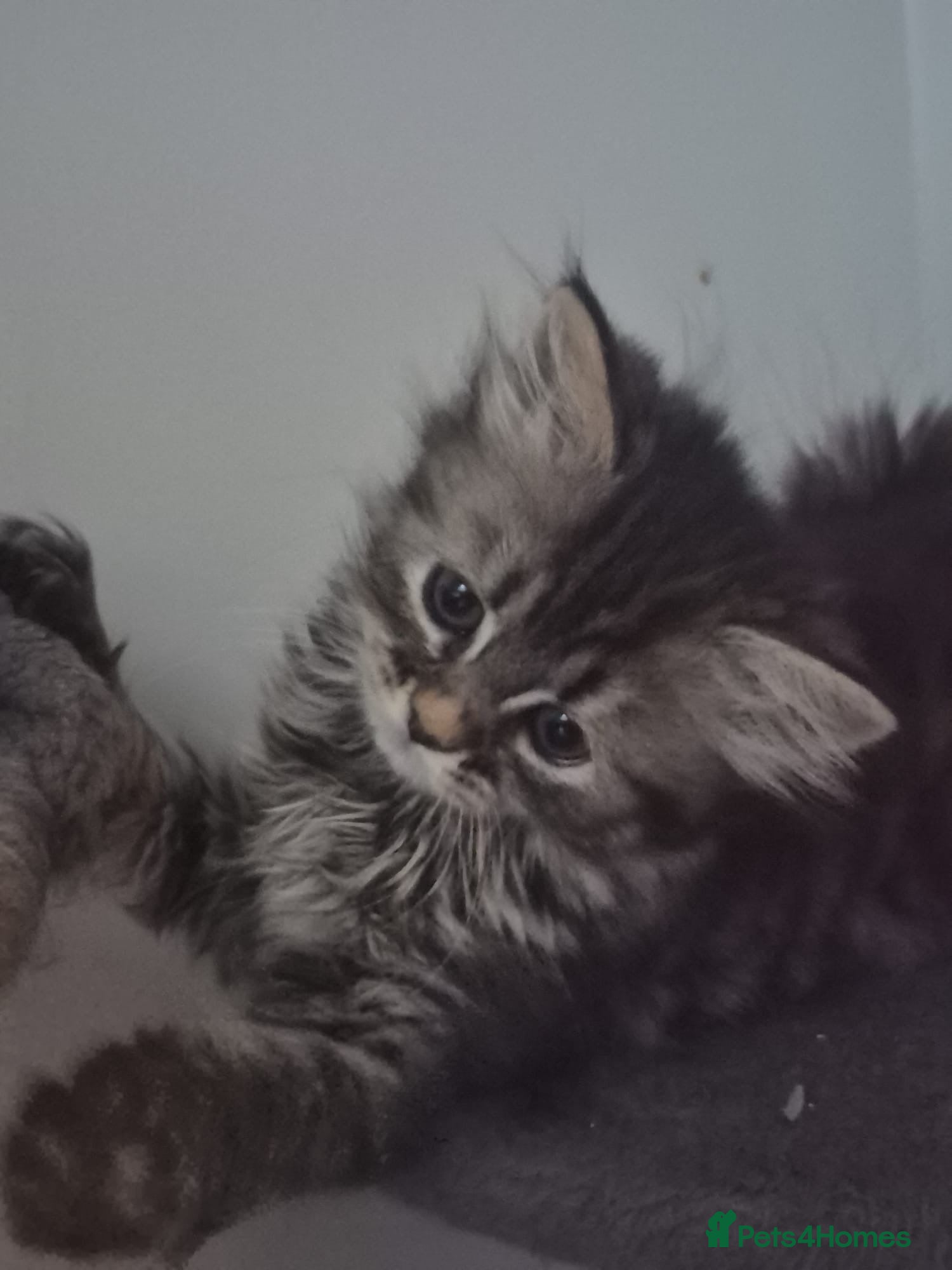 Siberian cats 6 beautiful Siberian kittens  - Advert 4