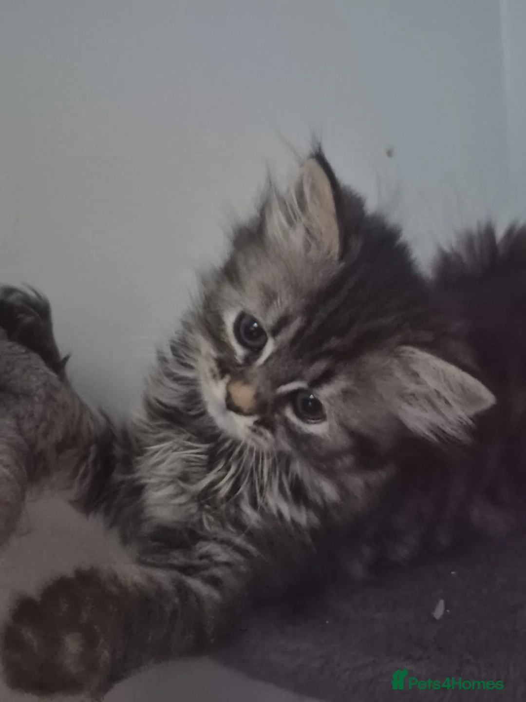 Siberian cats for sale: 6 beautiful Siberian kittens  - Advert 1