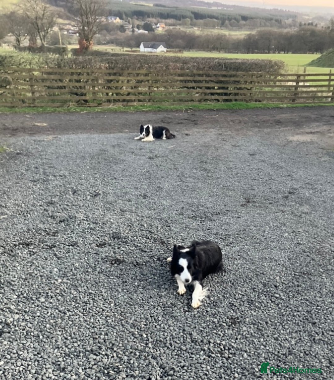 Border Collie dogs for sale: 5 Border Collie Pups  - Image 7