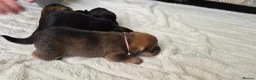 Mixed Breed dogs for sale: Jack Tzu Puppies - Advert 23