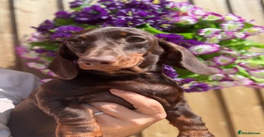 Miniature Dachshund dogs in Stafford - Advert 3