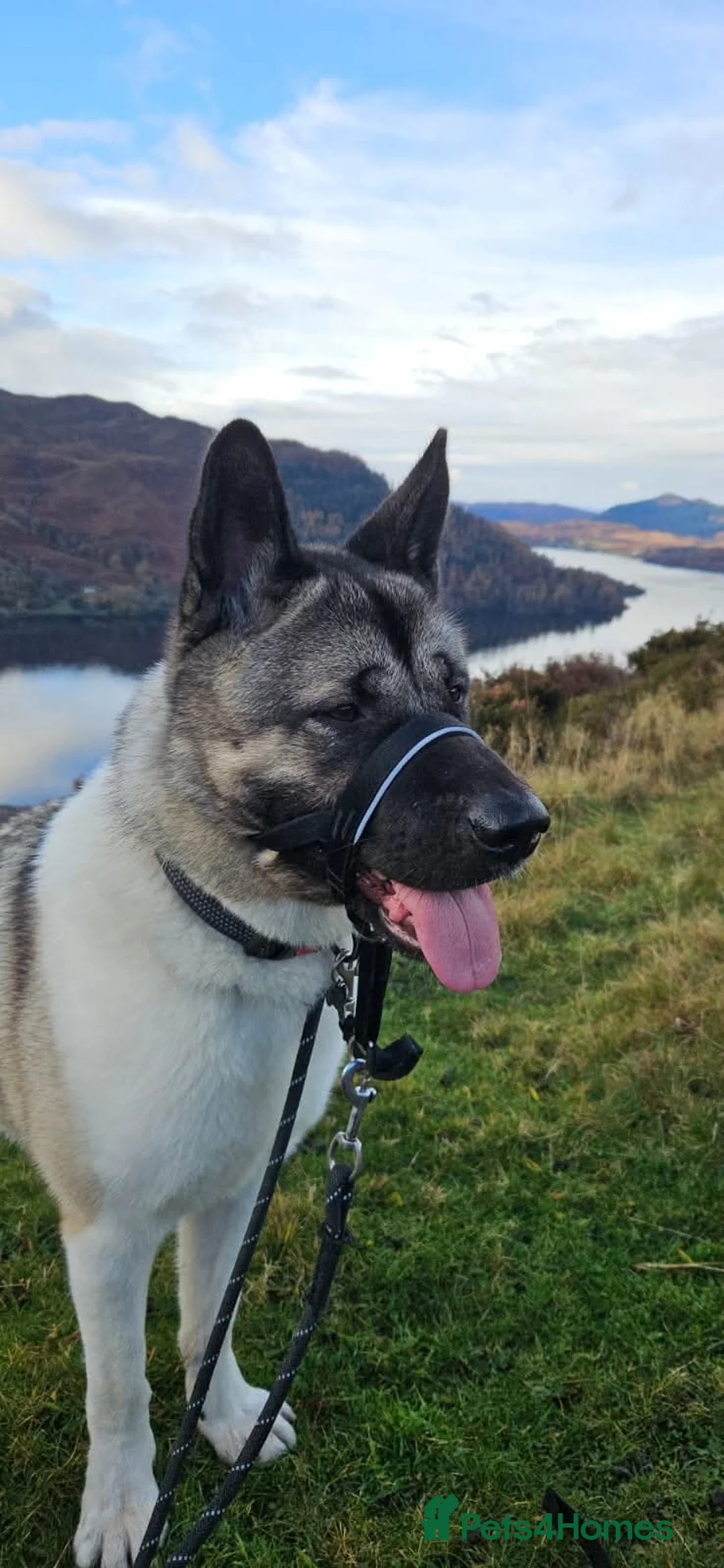 Akita dogs for adoption: Marley - Advert 2