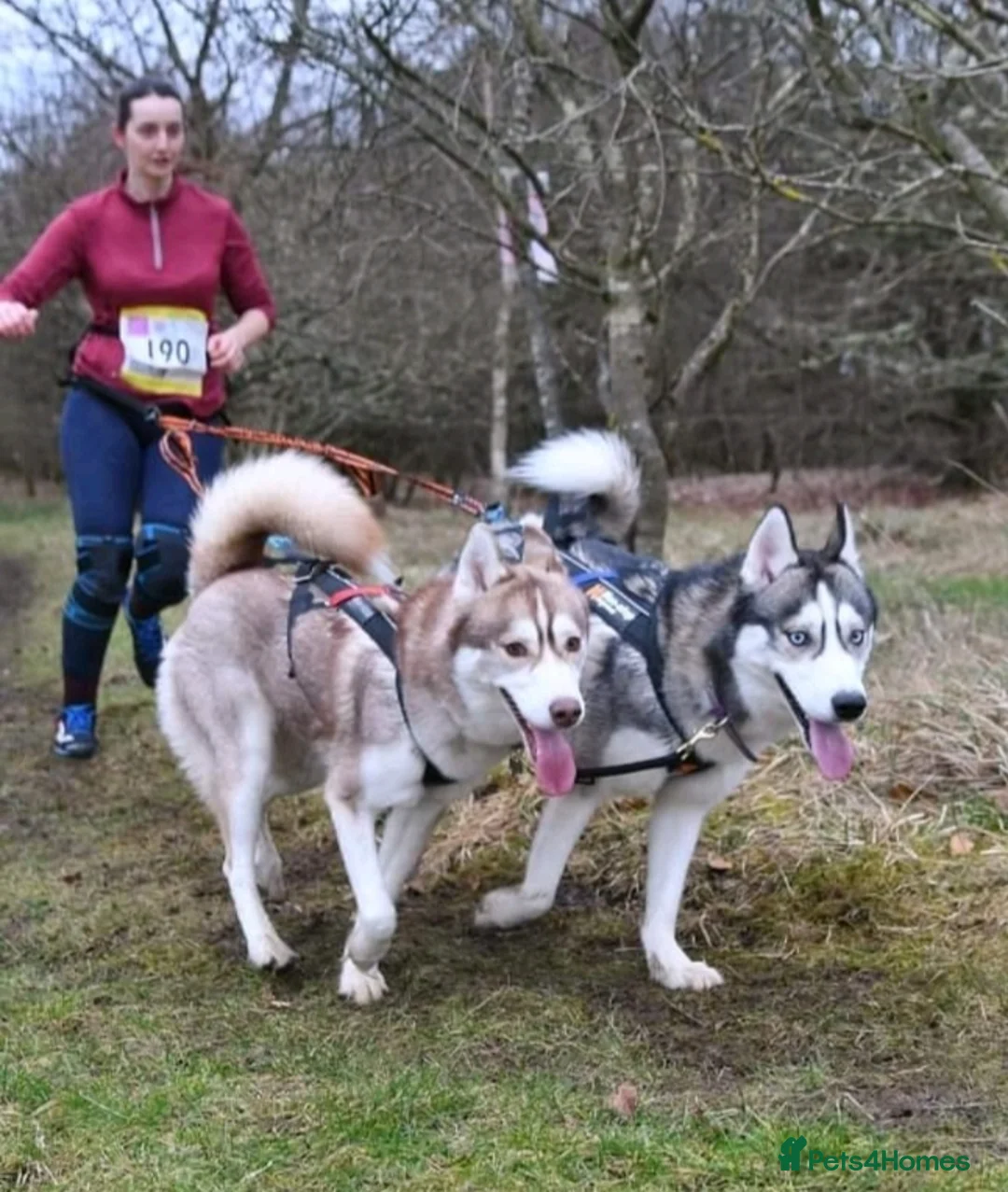 Siberian Husky dogs for stud: DANAMELI TITAN KING - Proven Health Tested Stud in Glasgow - Advert 13