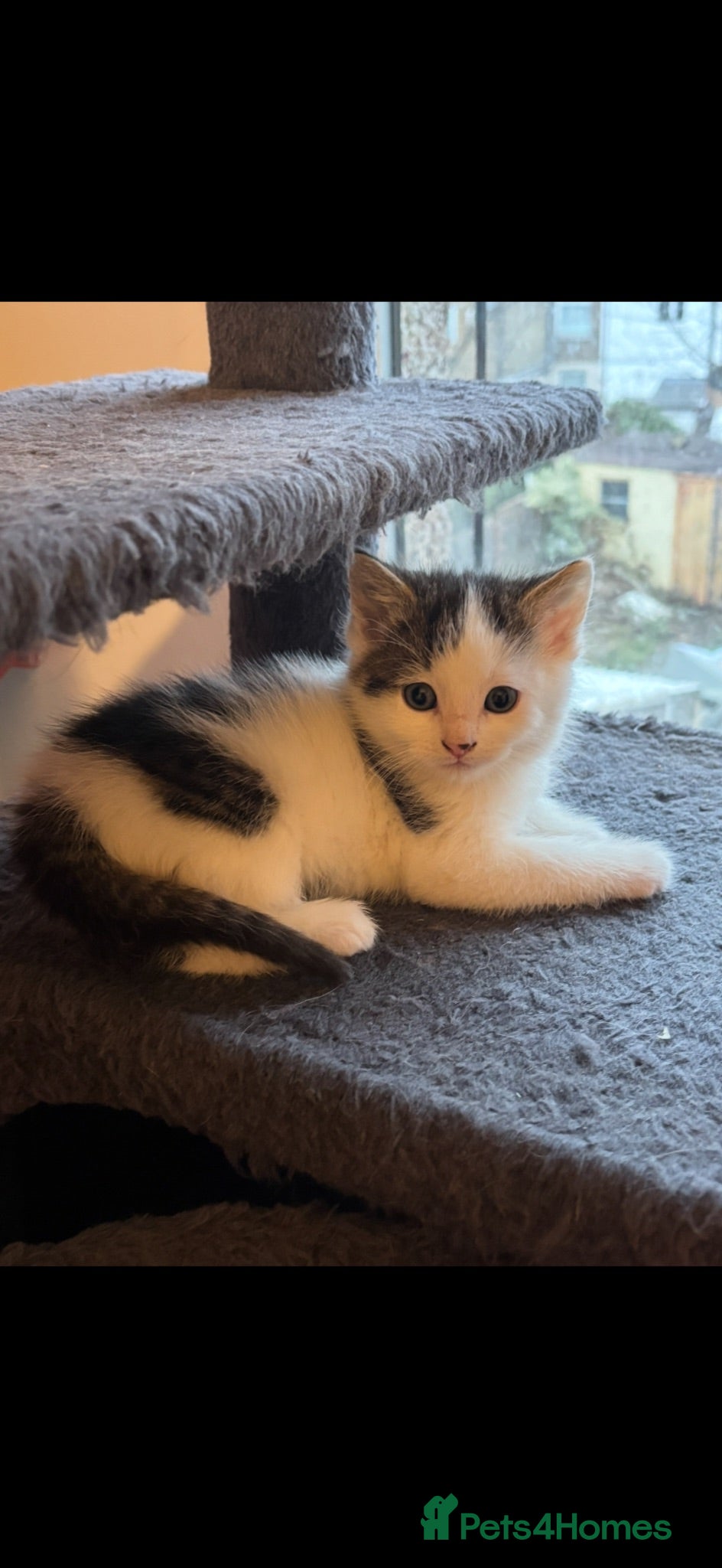 Mixed Breed cats Kittens bengal x mainecoon 3babies left ready!😸🐈 - Advert 1