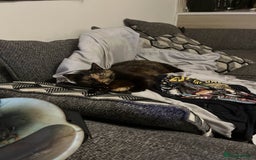 British Shorthair cats for sale: my lovely cat needs a rehome - Image 2