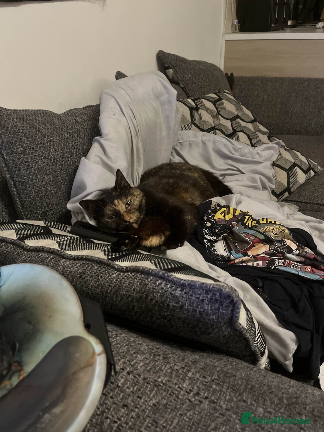 British Shorthair cats for sale: my lovely cat needs a rehome - Image 2