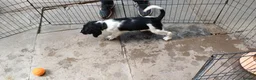 English Springer Spaniel dogs for sale: ESS Puppy (Black & White Bitch) – Ready to Leave - Advert 3