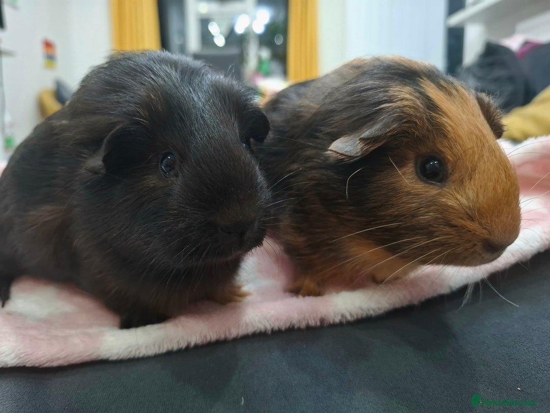 Guinea Pig rodents for sale: Precious piggies 🐷  - Advert 2