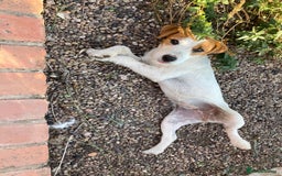 Parson Russell dogs for sale: Quality Parson Russell terrier pups - Image 7