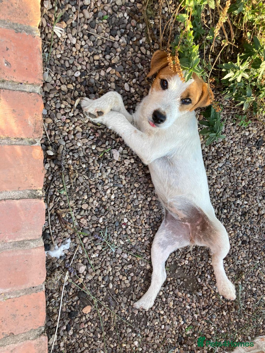 Parson Russell dogs for sale: Quality Parson Russell terrier pups - Image 7