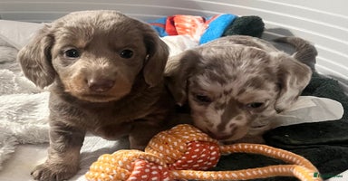 Miniature Dachshund dogs - Advert 11