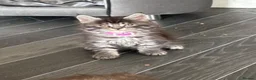 Maine Coon cats for sale: Maine coon kittens  - Advert 8