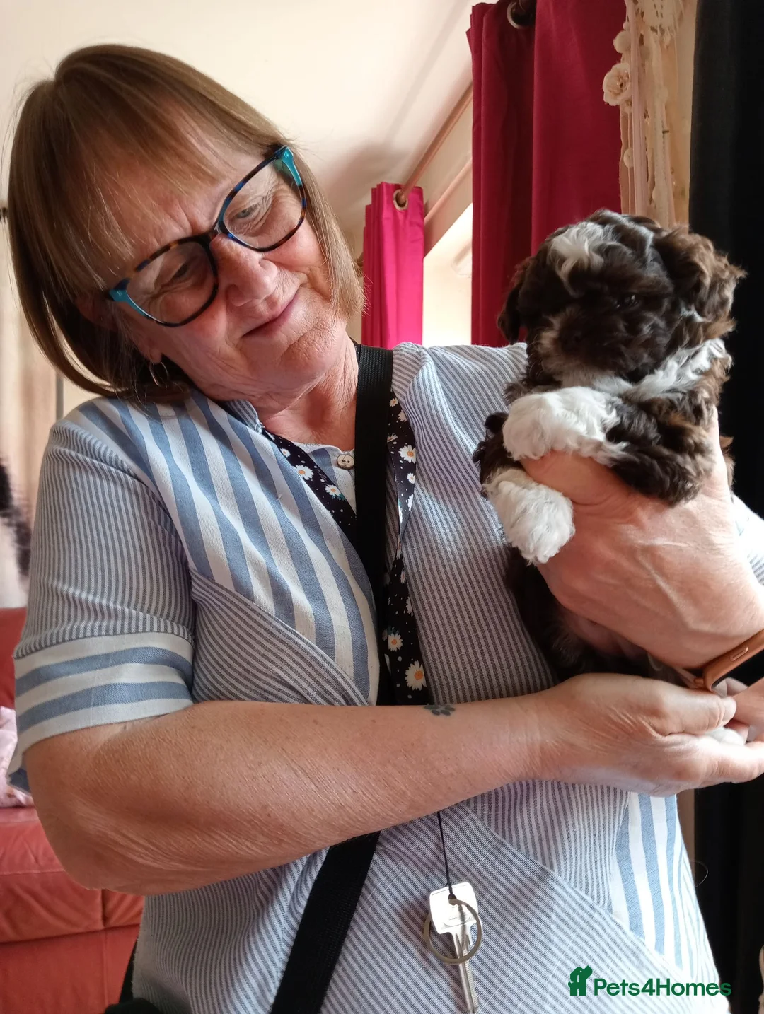Mixed Breed dogs for sale: Imperial Shihtzu X Chihuahua Puppies  - Advert 29