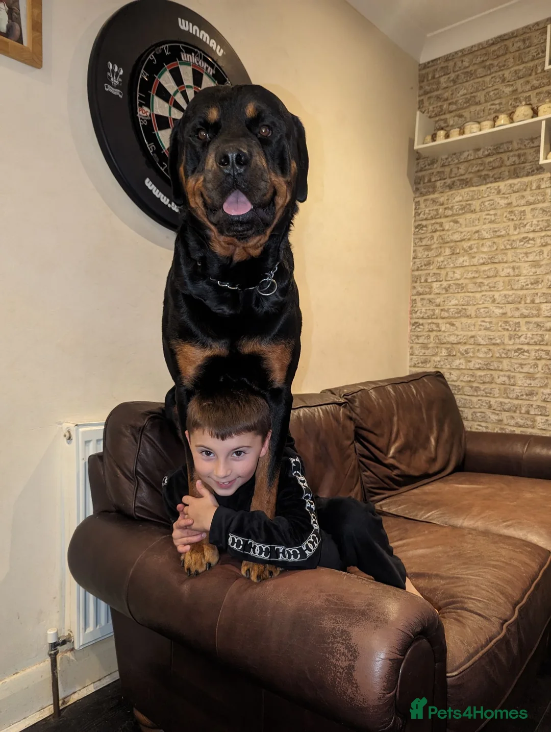 Rottweiler dogs for sale: Rottweiler puppy's X2 Boys  - Advert 18