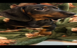 Dachshund dogs for sale: 5 stunning Dachshund puppies - Image 30