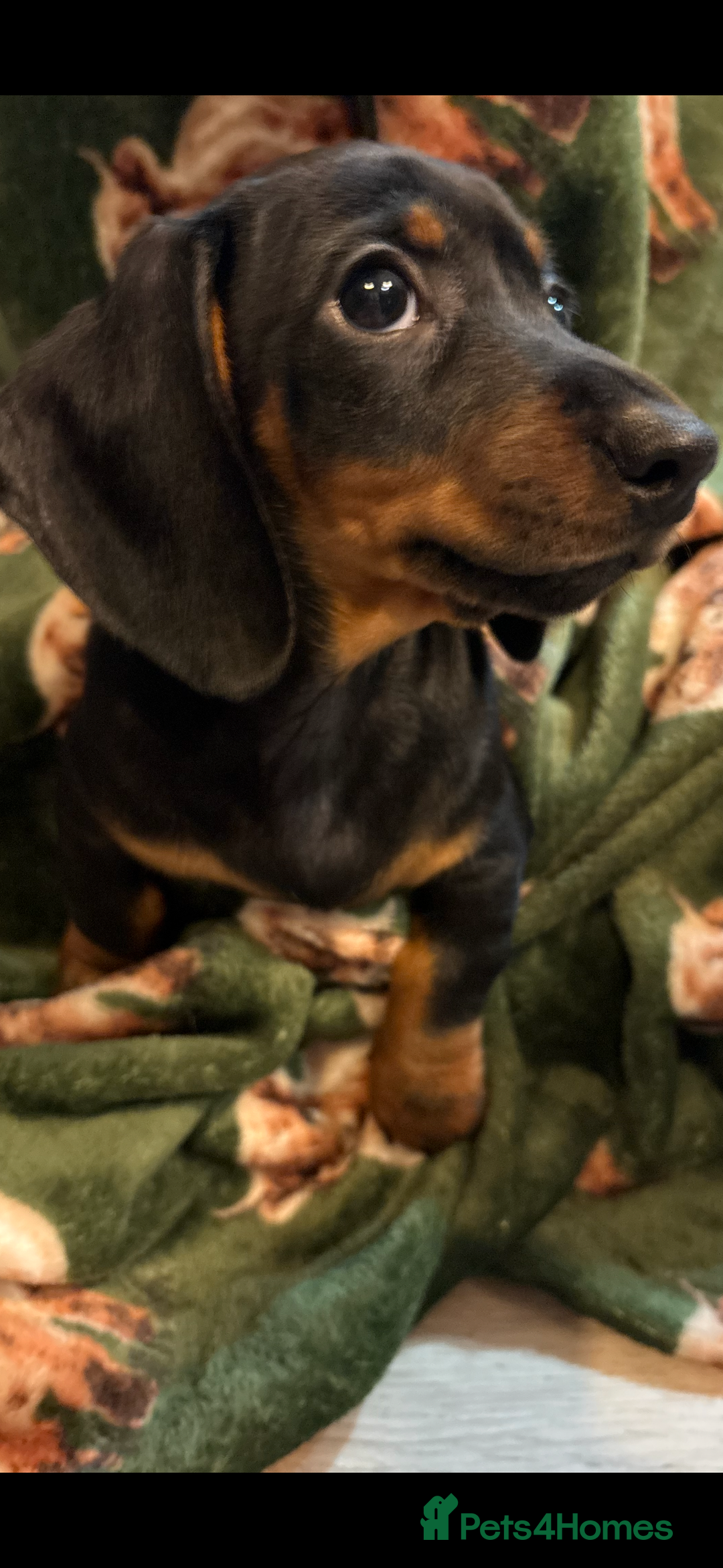 Dachshund dogs for sale: 5 stunning Dachshund puppies - Image 30