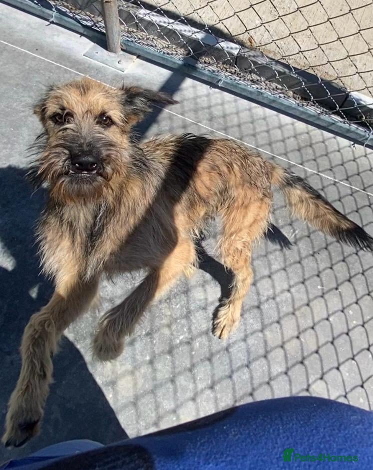 Mixed Breed dogs for adoption: Clyde, 1 yr old approx. Available for adoption. - Advert 2