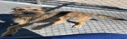 Mixed Breed dogs for adoption: Clyde, 1 yr old approx. Available for adoption. in Brixham - Advert 1