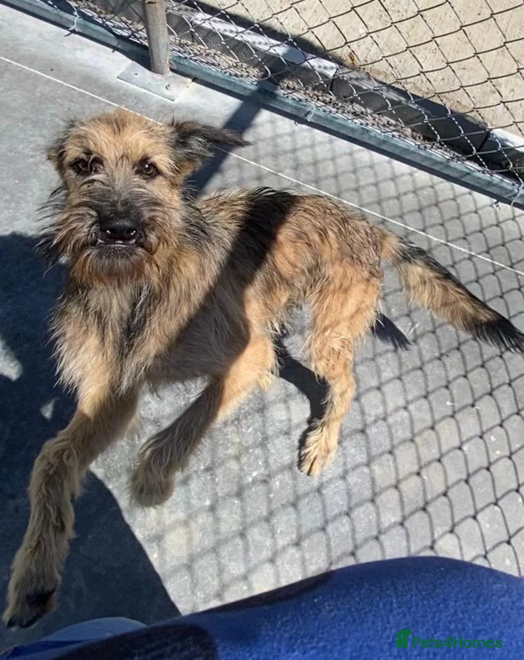 Mixed Breed dogs for adoption: Clyde, 1 yr old approx. Available for adoption. in Brixham - Advert 1