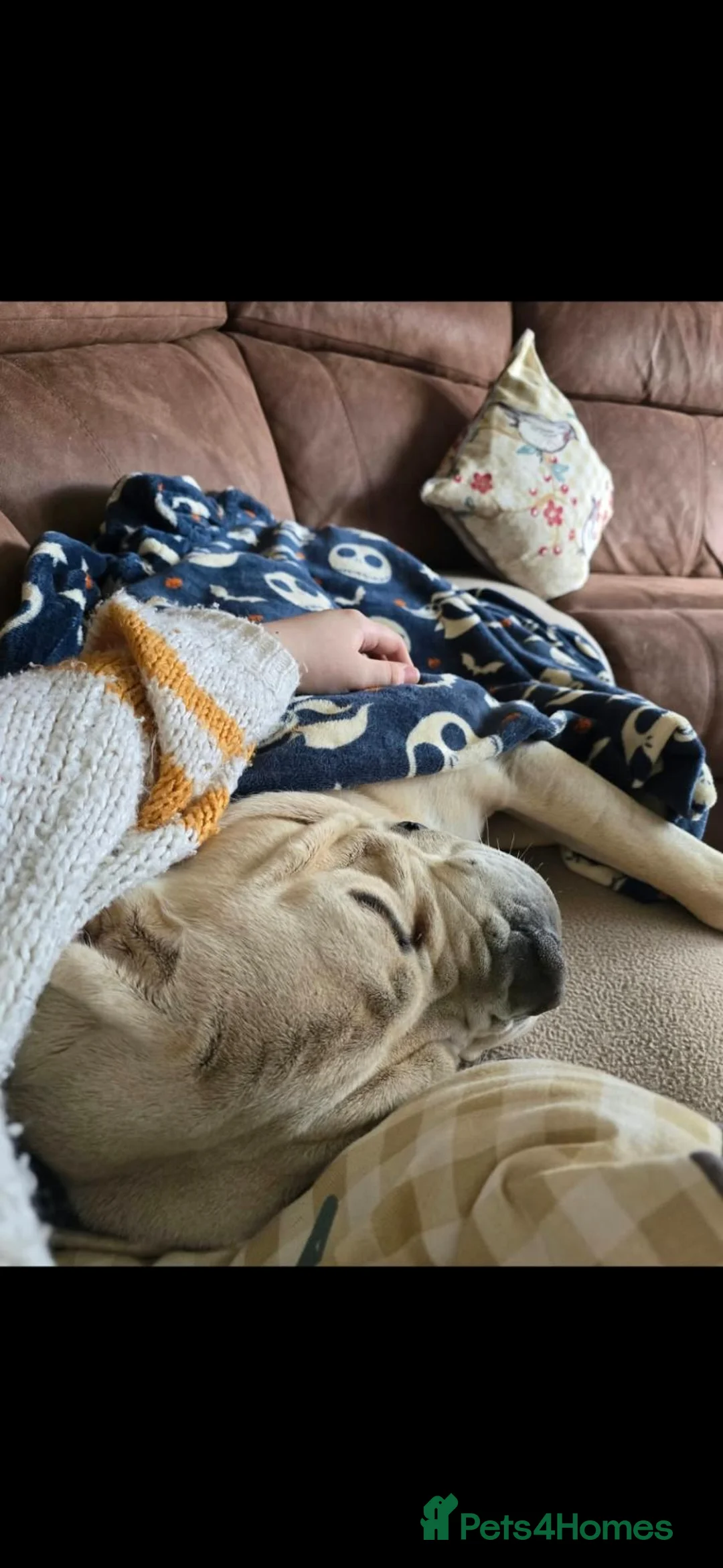 Mixed Breed dogs for sale: Beautiful big boy - Advert 4