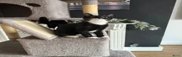 Mixed Breed cats for sale: Kittens Looking For Their Forever Homes! 🐾💕 - Advert 22