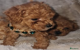 Toy Poodle dogs for sale: Tiny kc puppies,DNA&Genetic tested parents  - Image 14