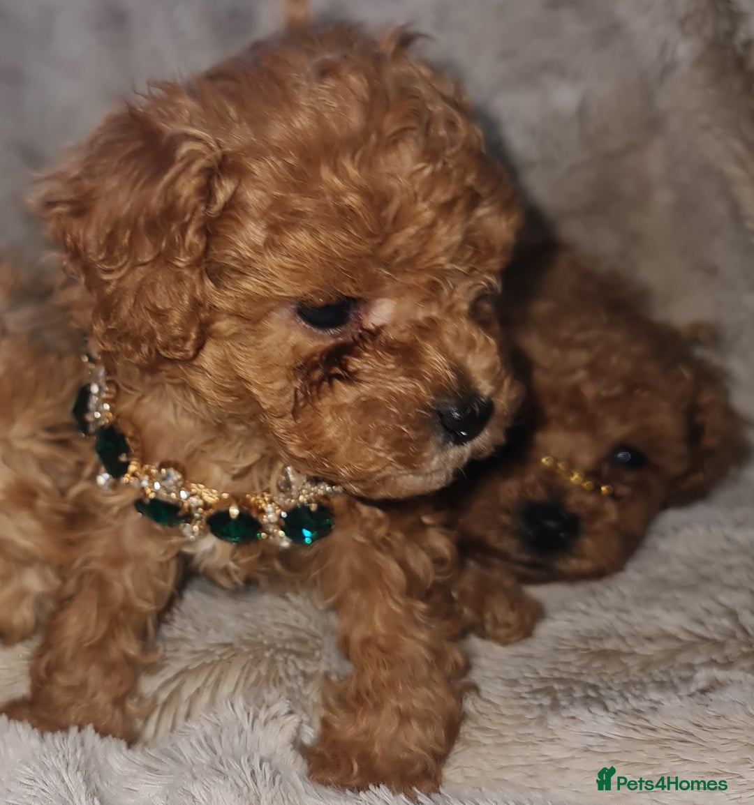 Toy Poodle dogs for sale: Tiny kc puppies,DNA&Genetic tested parents  - Image 14