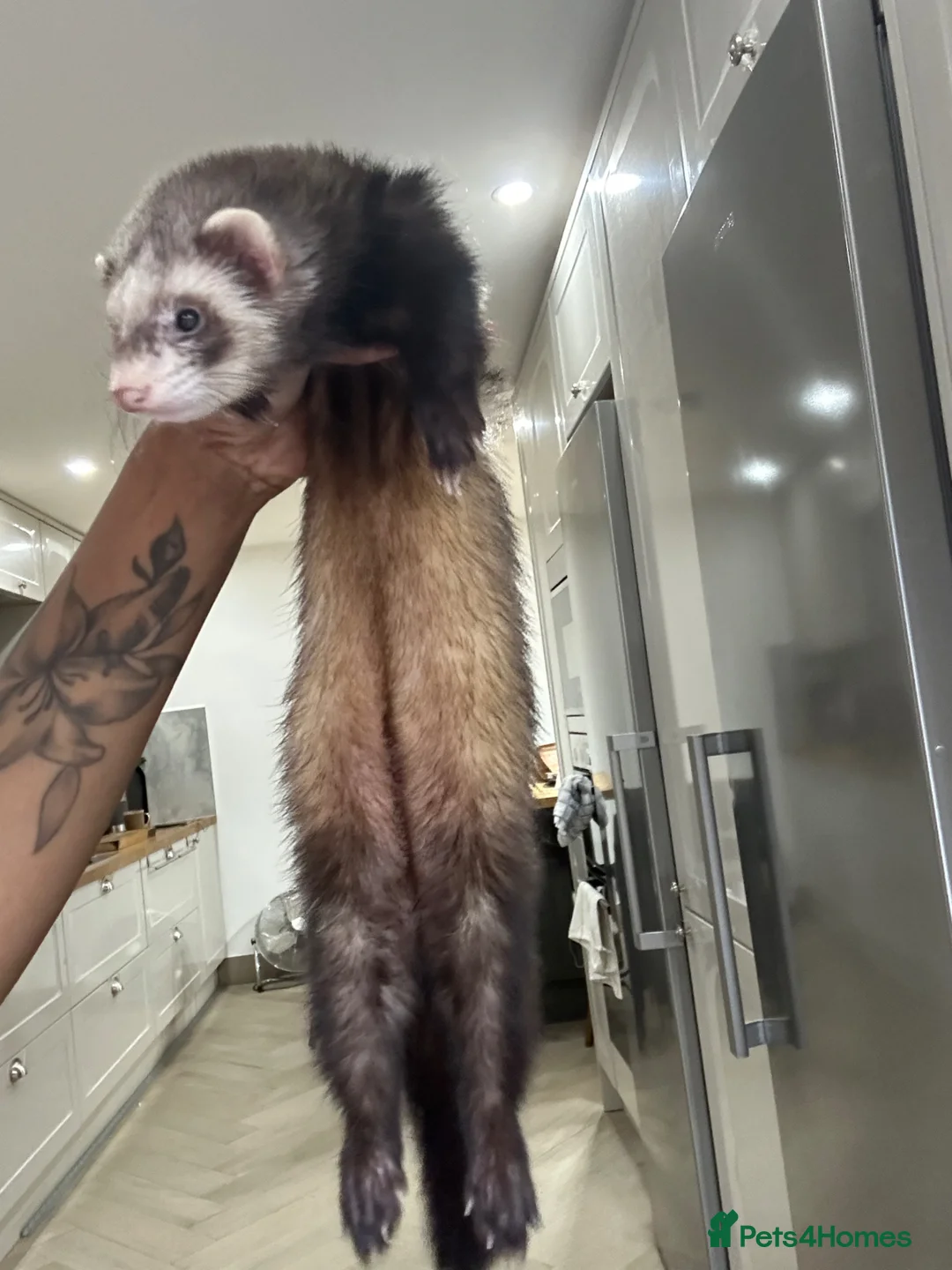 Ferret rodents for sale: Standard female ferret for sale  - Advert 6