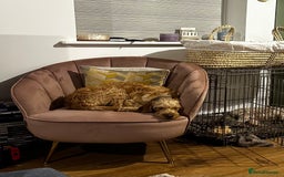 Hungarian Vizsla dogs for sale: VIZSIPOO puppies, Vizsla x Miniature Poodle - Image 8