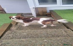 Cavalier King Charles Spaniel dogs for stud: KC registered health tested Blenheim stud in Folkestone - Image 8