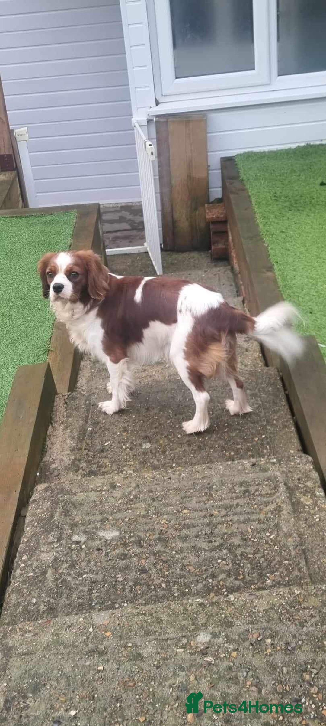 Cavalier King Charles Spaniel dogs for stud: KC registered health tested Blenheim stud in Folkestone - Image 8