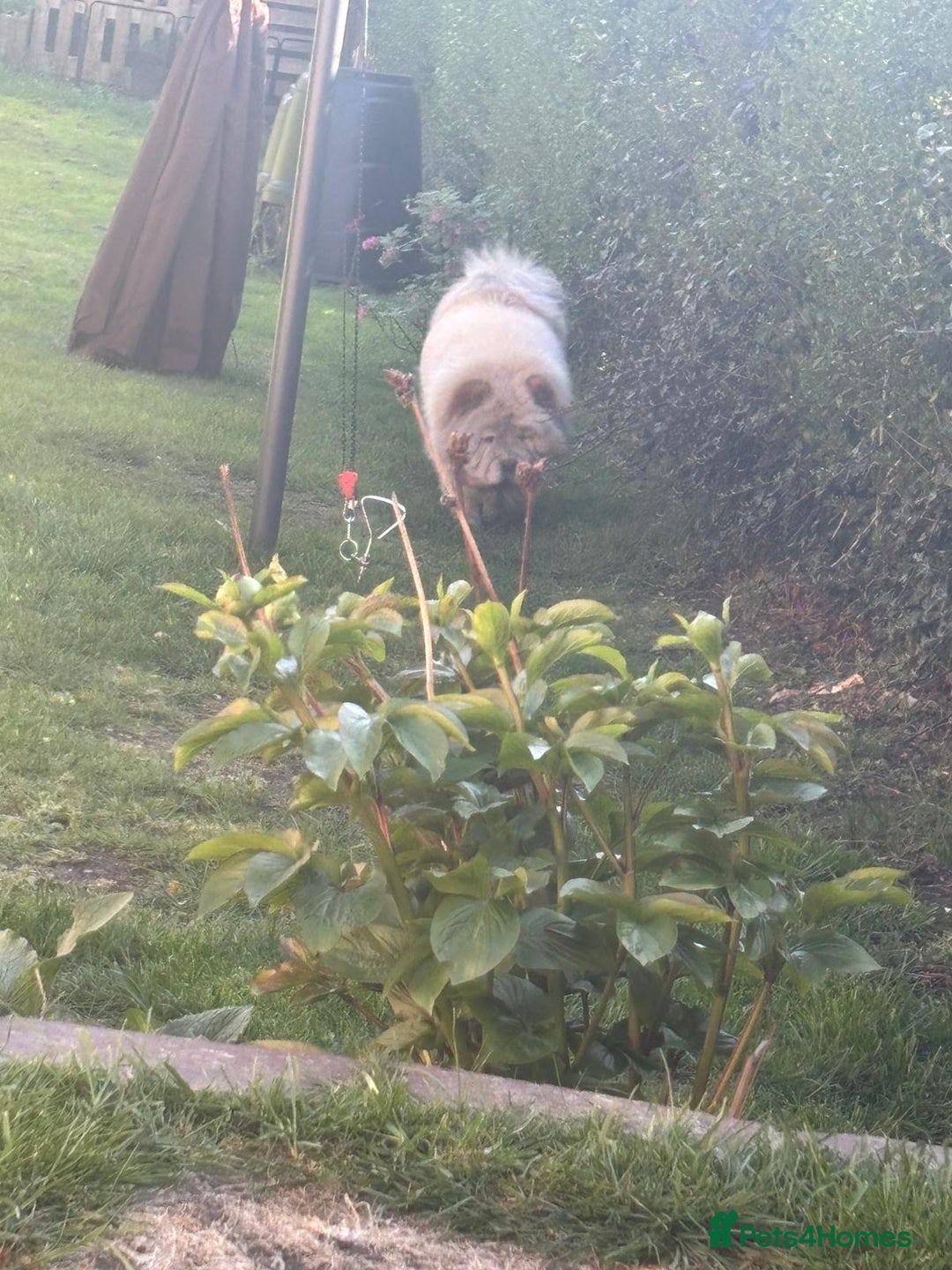 Chow Chow dogs for sale: Female chow chow for adoption - Advert 2