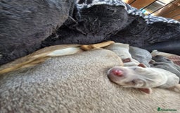 Jack Russell dogs for sale: Miniature Lilac & Blue Jack Russell puppies  - Image 16
