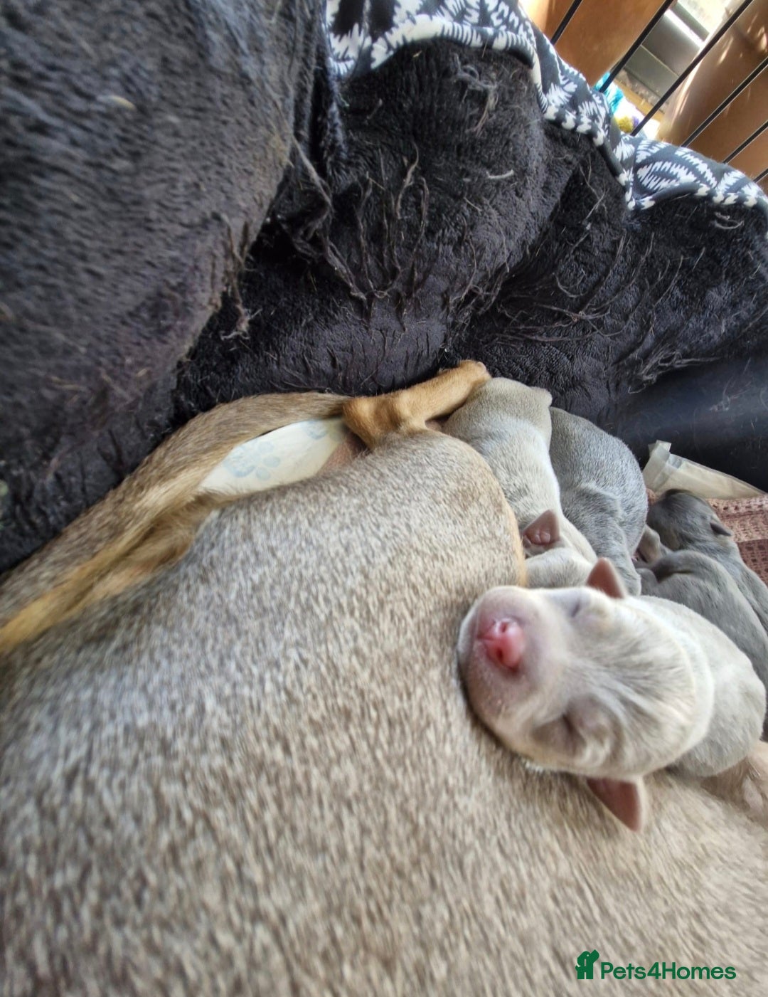 Jack Russell dogs for sale: Miniature Lilac & Blue Jack Russell puppies  - Image 16