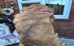 Shih Tzu dogs for sale: Shihtzu imperial  - Image 11