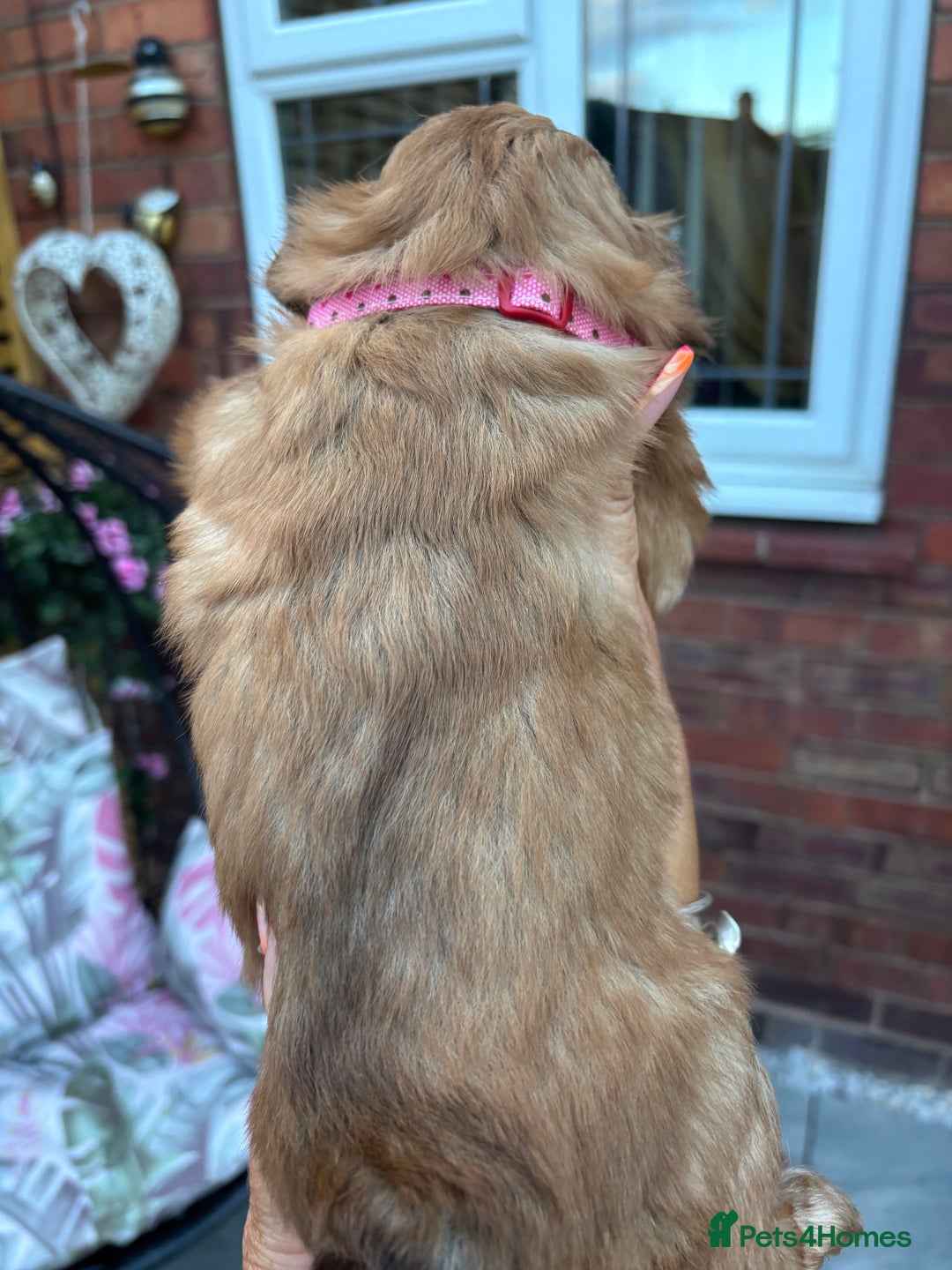 Shih Tzu dogs for sale: Shihtzu imperial  - Image 11