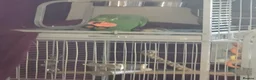 Parrots birds for sale: Amazon parrot 🦜  - Advert 2