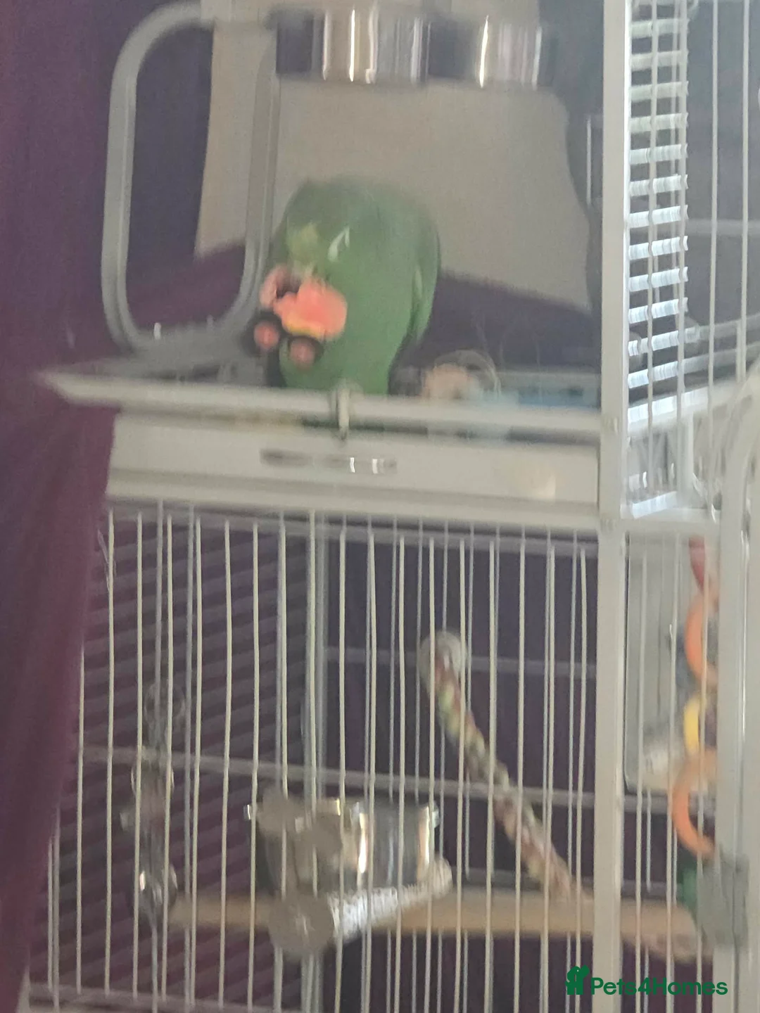 Parrots birds for sale: Amazon parrot 🦜  - Advert 2