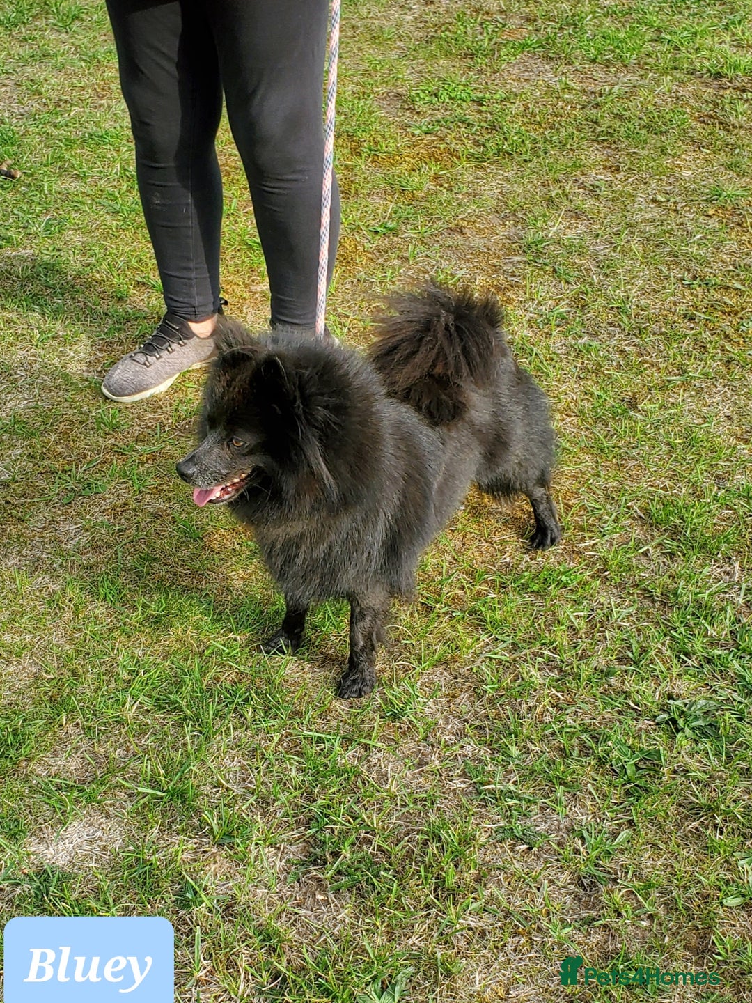 German Spitz dogs for sale: Bluey & Bingo looking for Loving Homes.  - Advert 36