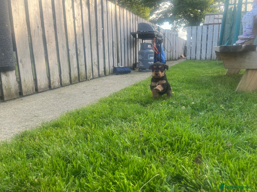 Airedale Terrier dogs for sale: Airedale Terrier Puppy 9 - Quality Airedale terrier pups - Image 10