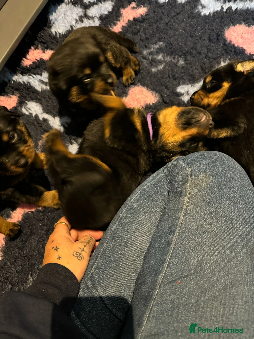 Rottweiler dogs for stud: KC REGISTERED ROTTWEILER in Worcester - Advert 7