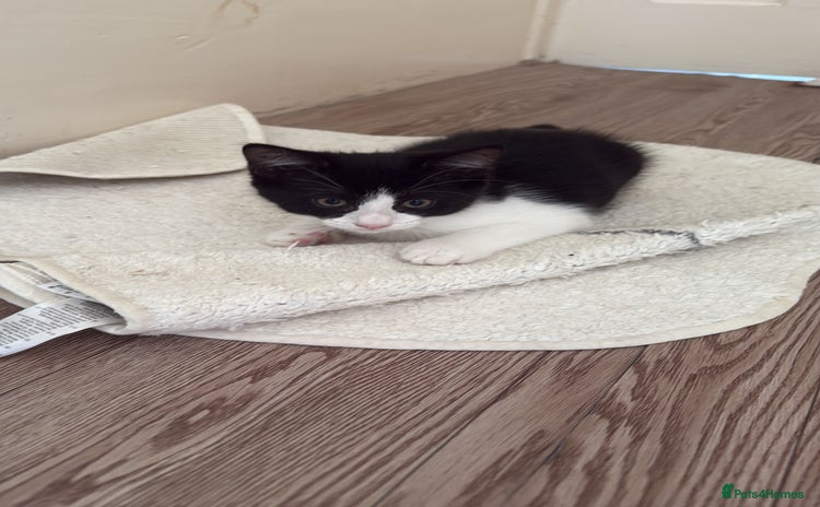 Mixed Breed cats - Advert 11