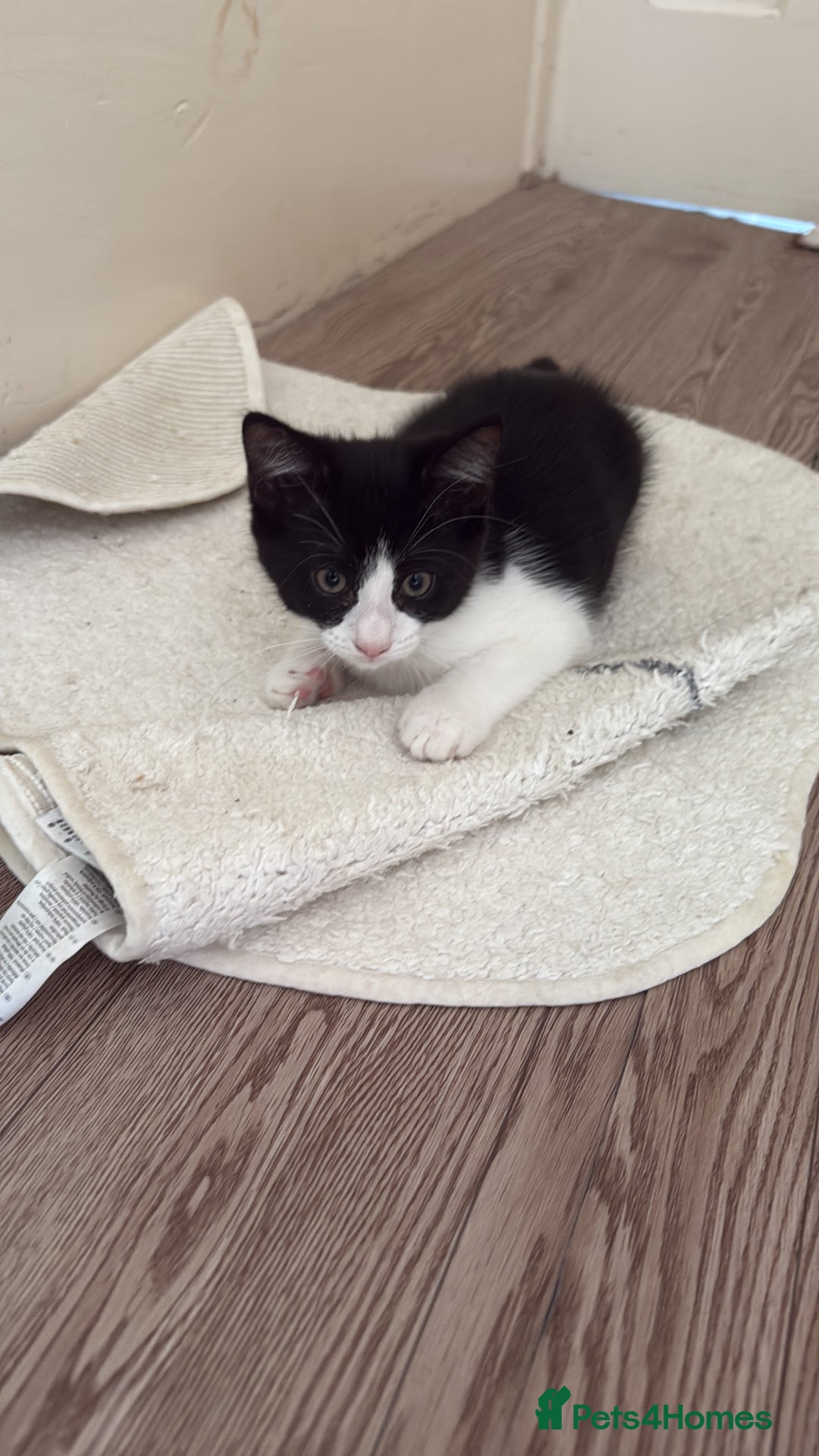 Mixed Breed cats for sale: 1 playful female kittens looking for a new home - Image 1