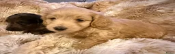 Mixed Breed dogs for sale: Stunning quality Daxipoo pups   - Advert 8