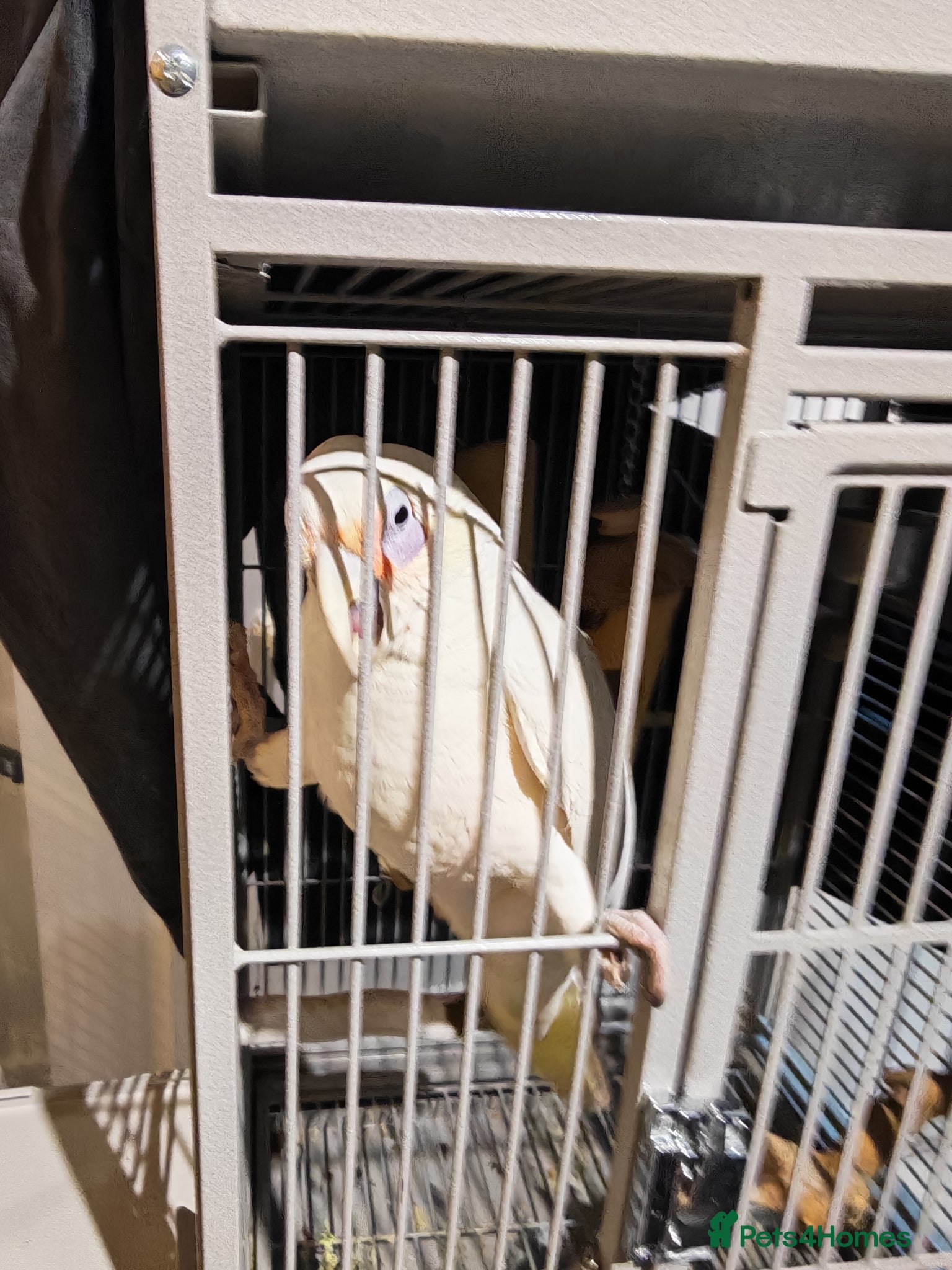 Cockatoo birds for sale: Long Billed Corella - Advert 1