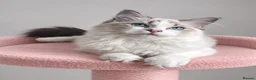 Ragdoll cats for sale: Beautiful TICA Registered Ragdoll Kittens - Advert 20